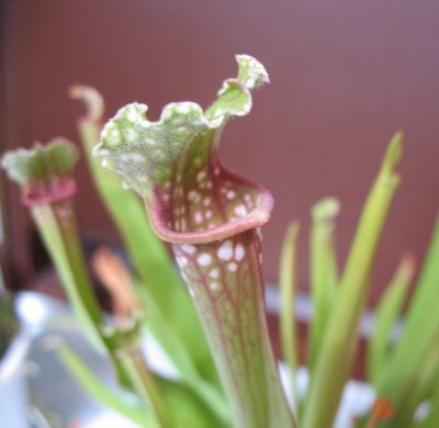 AB Sarracenia.JPG