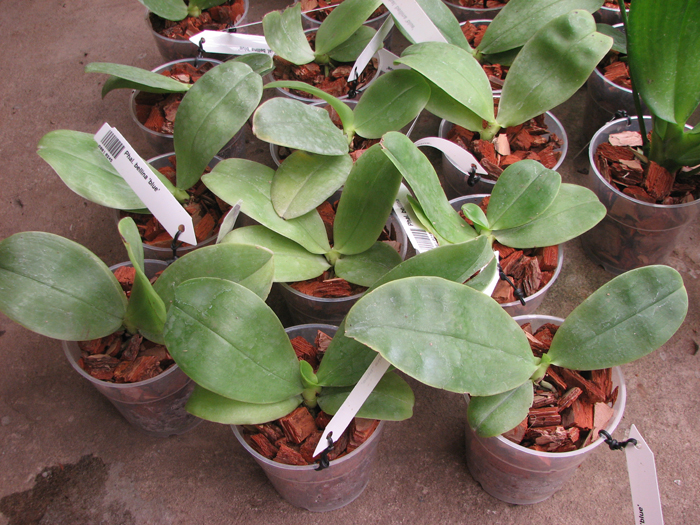 Phalaenopsis bellina 'blue'.jpg