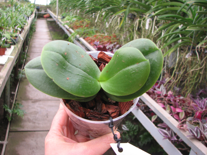 Phalaenopsis Meidarland Violacea Fanjocea 'MD' x Lea Maria Salazar.jpg