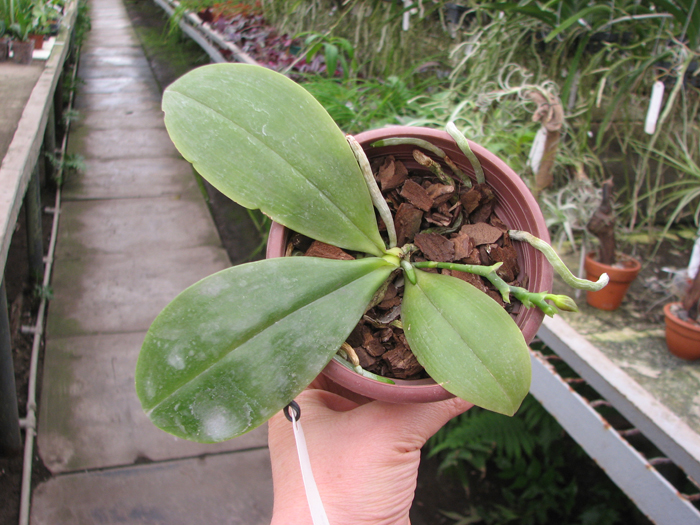 Phalaenopsis corningiana.jpg