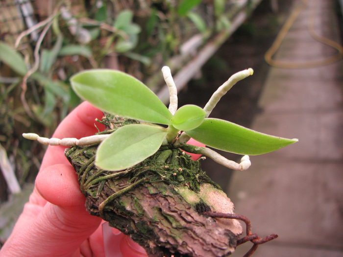 Phalaenopsis cornu cervi var thalebanii.jpg
