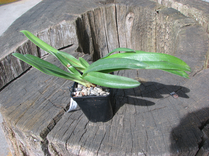 Paphiopedilum (Lady Isabel x godefroyae).jpg