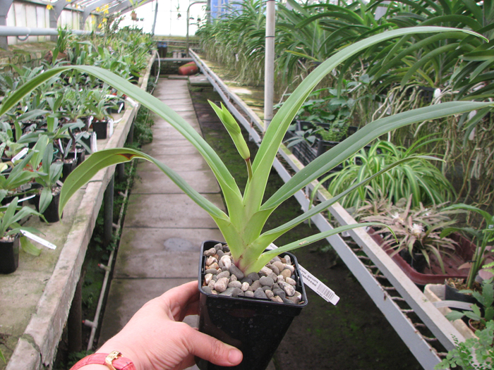 Phragmipedium Inca Fire (Andean Fire X besseae).jpg