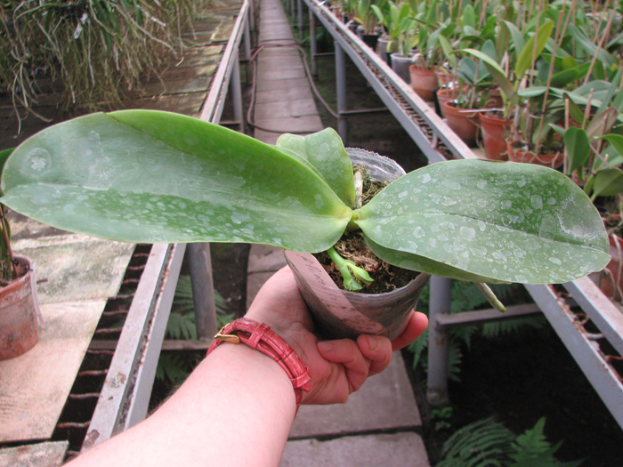 Phalaenopsis Princess Kaiulani 'Chin Yo'.jpg