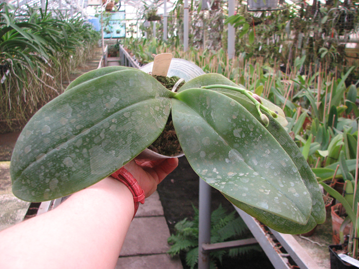 Phalaenopsis gigantea x violacea blue.jpg