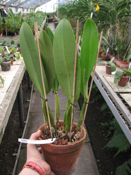 Cattleya mendelii.jpg