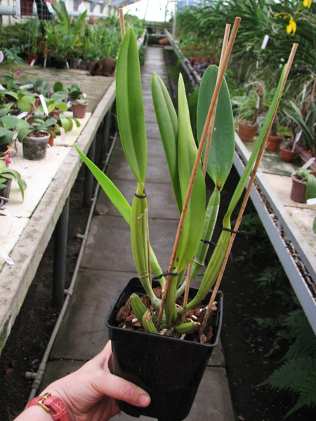 Cattleya lueddemanniana (coerulea 'Mariauxi' x tipo) x lueddemanniana coerulea 'Tania'.jpg