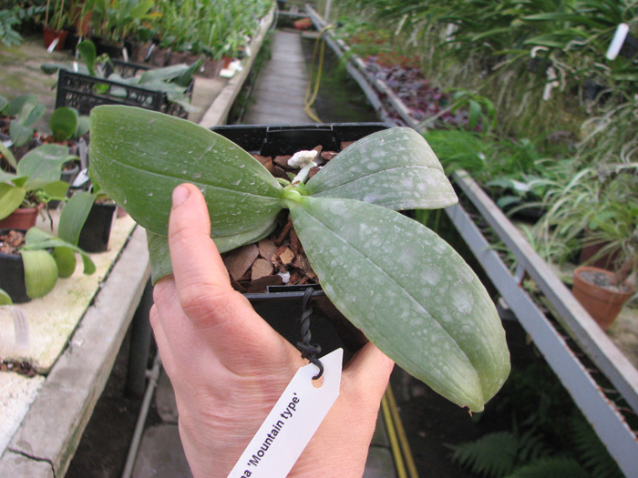 Phalaenopsis bellina 'Mountain type'.jpg