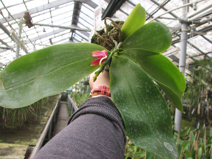 Phalaenopsis Princess Kaiulani 'Chin Yo'.jpg