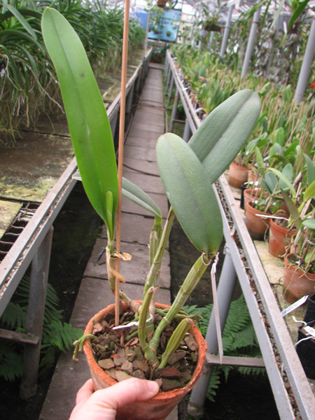 Cattleya lueddemanniana alba 'OMG' x Cattleya lueddemanniana coerulea 'Siquesique'.jpg