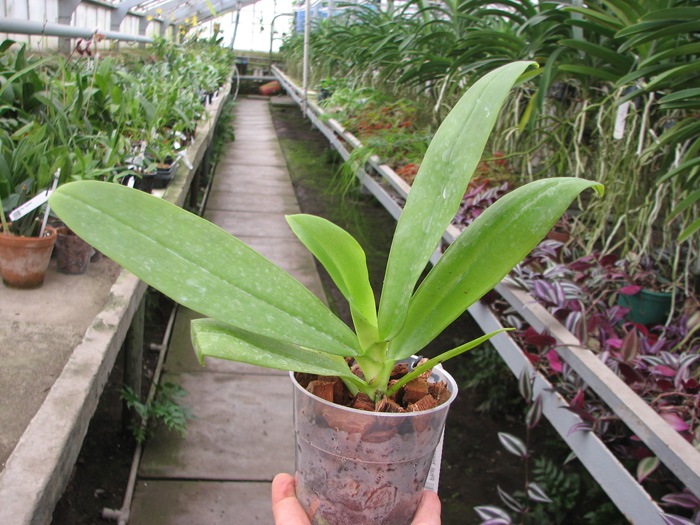 Phalaenopsis hieroglyphica var flava.jpg