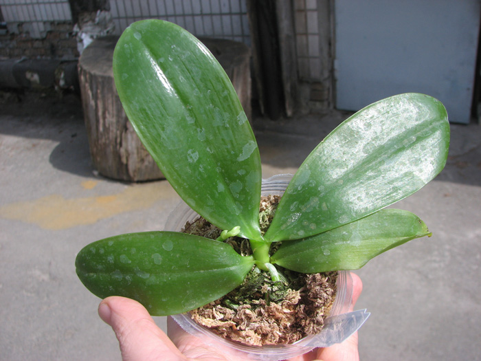 Phalaenopsis tetraspis 'C#1'.jpg