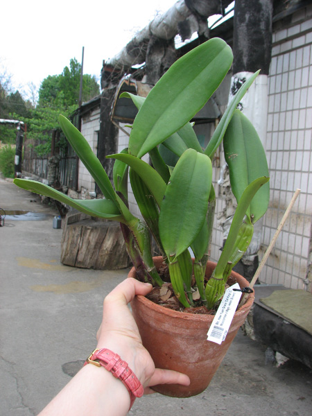 Brassolaeliocattleya Haw Yuan Grace 'Cat King'.jpg