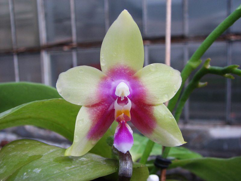 Phalaenopsis Jennifer Palermo x Phalaenopsis LD's Bear Queen.jpg
