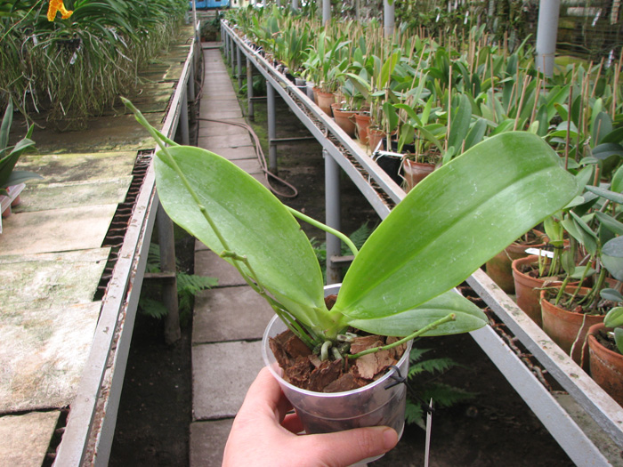 Phalaenopsis lueddemanniana.jpg