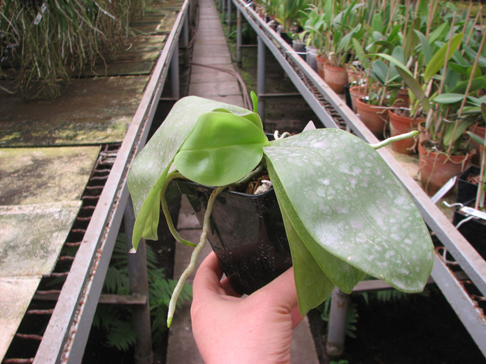 Phalaenopsis violacea 'Red'.jpg
