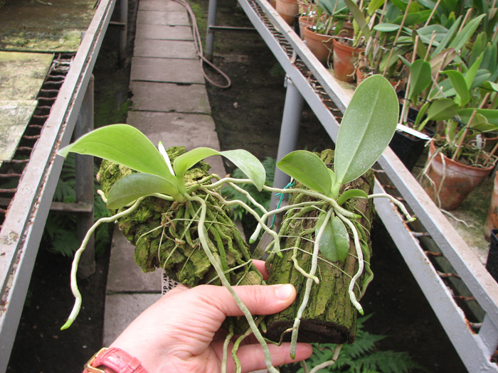Phalaenopsis lueddemanniana var deltonii.jpg
