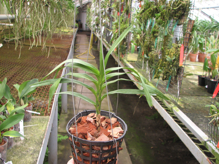 Angraecum viguieri.jpg