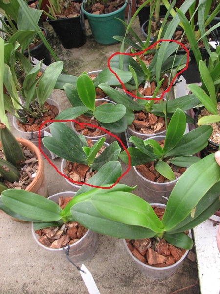 Sedirea japonica.jpg