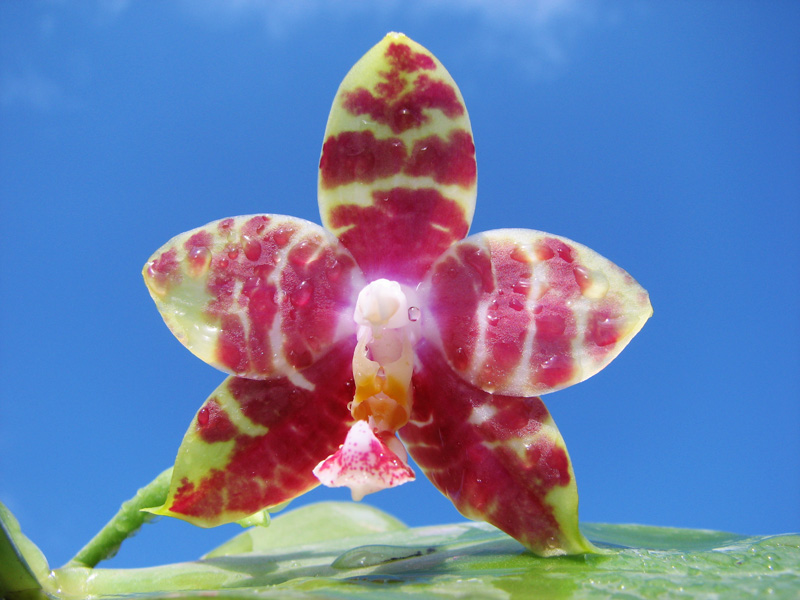 Phalaenopsis (Gelblieber x mariae).jpg