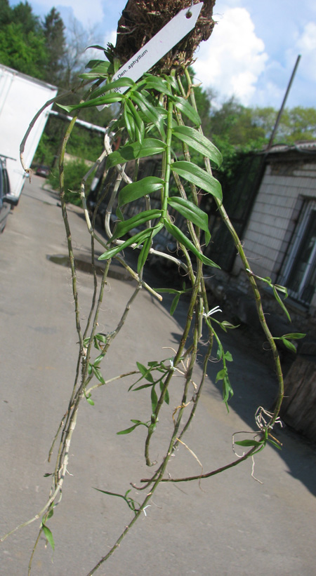 Dendrobium aphyllum.jpg