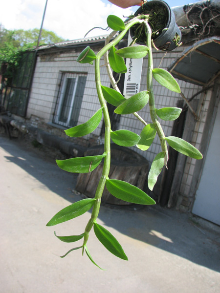 Dendrobium aphyllum.jpg