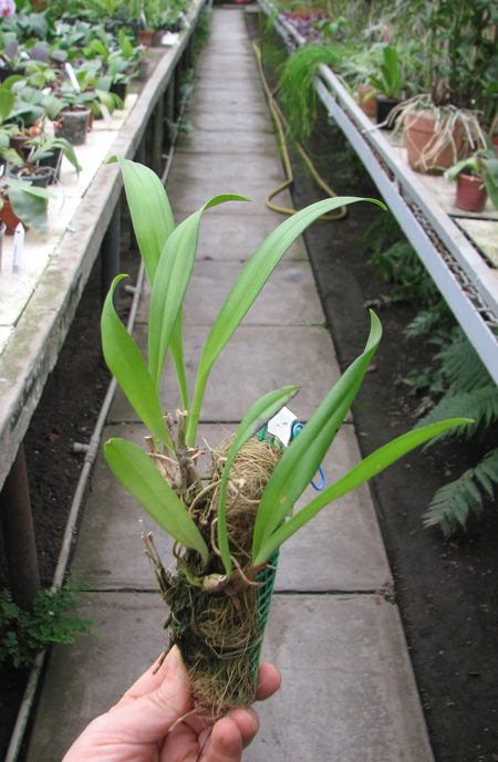 Eria hyacinthoides.jpg