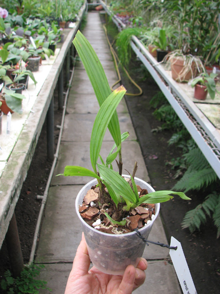 Spathoglottis plicata.jpg