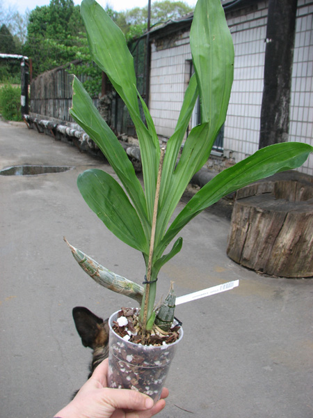 Catasetum expansum.jpg