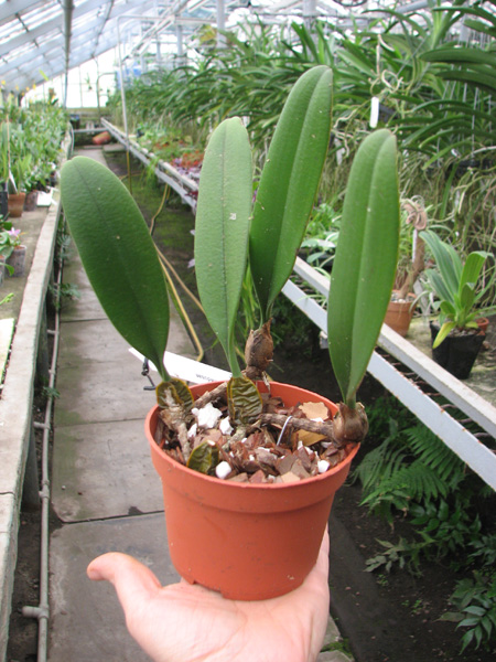 Bulbophyllum medusae.jpg