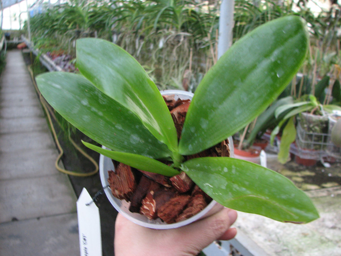Phalaenopsis tetraspis 'C#1'.jpg