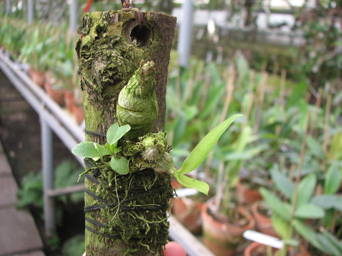 Dendrobium peguanum.jpg