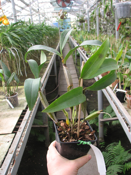 Dendrobium griffithianum.jpg