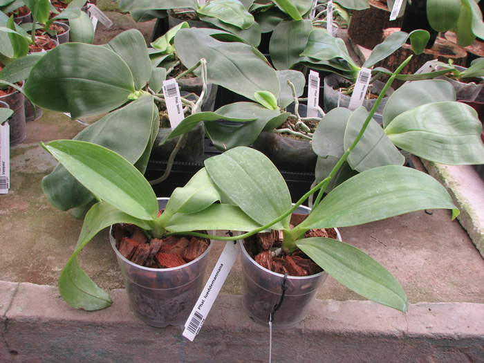 Phalaenopsis lueddemanniana.jpg