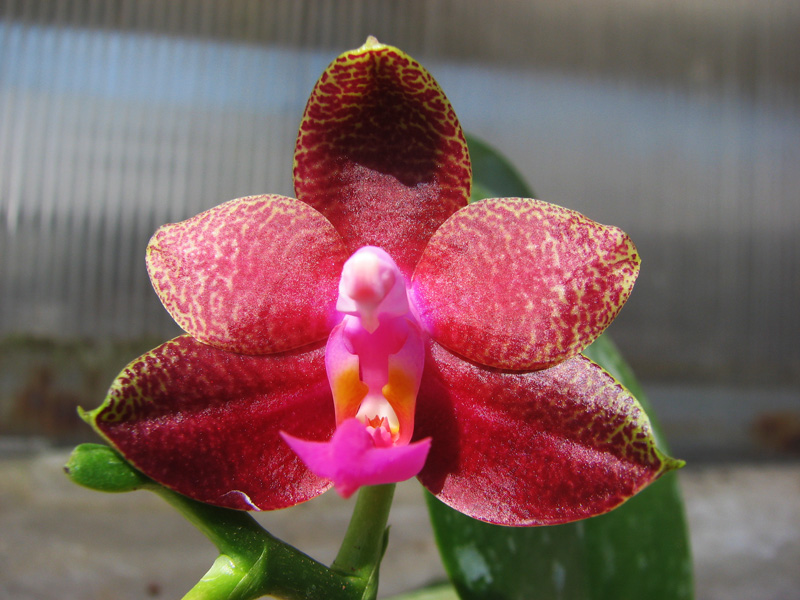 Phalaenopsis Fusheng's World 'FS'.jpg