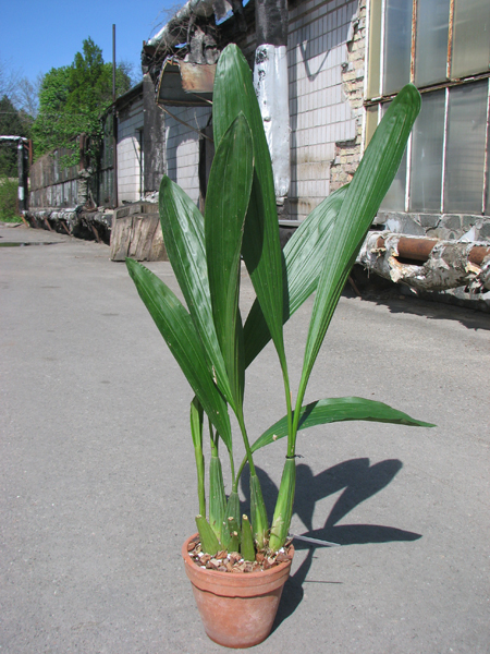 Coelogyne asperata.jpg