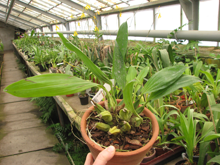 Coelogyne speciosa.jpg