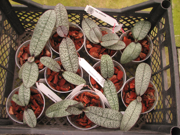 Phalaenopsis schilleriana.jpg