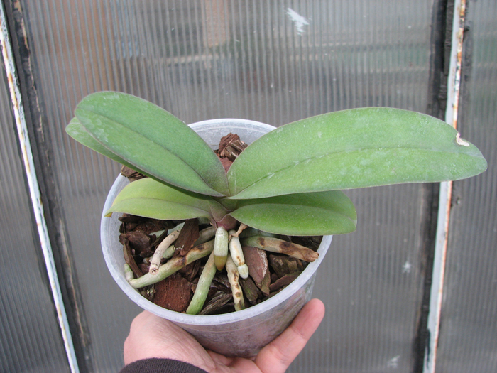 Doritaenopsis Lius Sakura.jpg