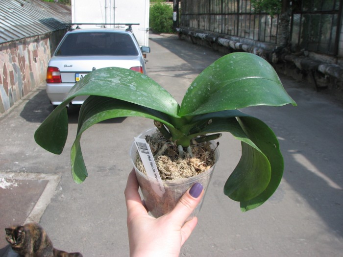 Phalaenopsis Haur Jih Princess 'Python'.JPG