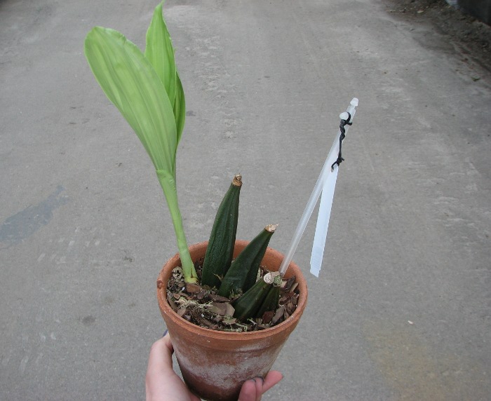 Anguloa virginalis.JPG