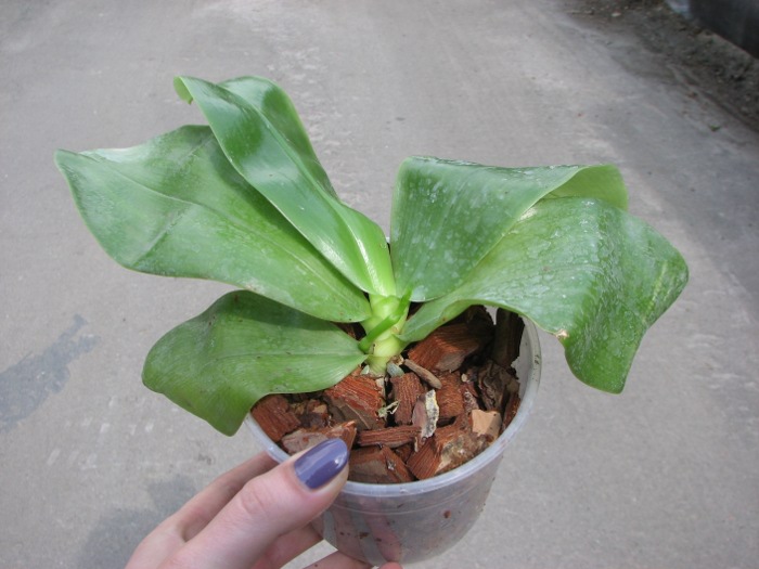Phalaenopsis Samera 'Blue'.JPG