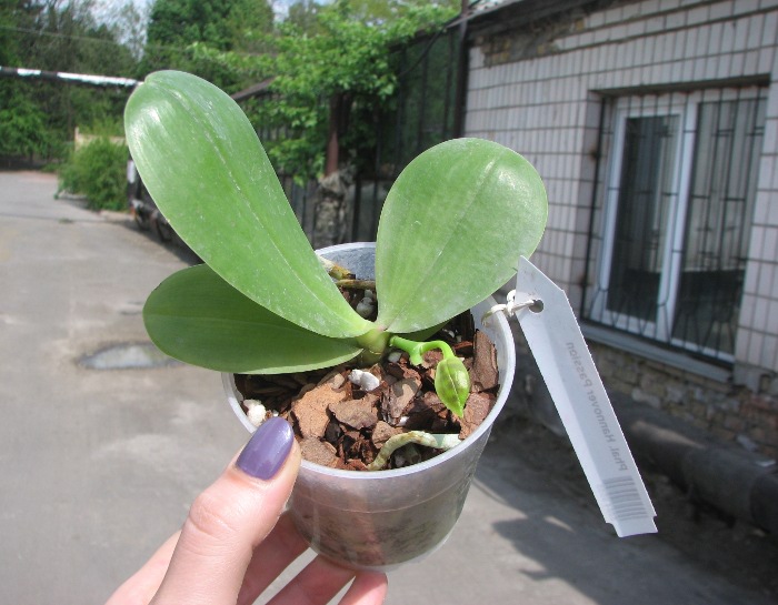 Phalaenopsis Hannover Passion.JPG