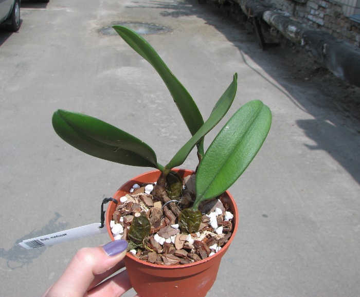 Bulbophyllum medusae.JPG