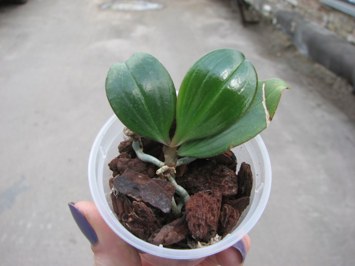Aerangis fuscata.JPG