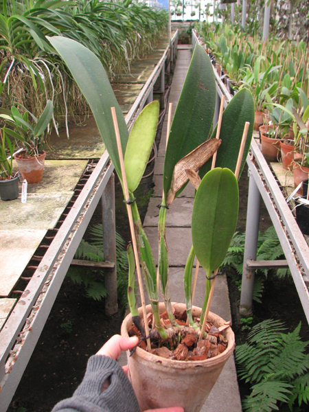 Cattleya mendelii.jpg