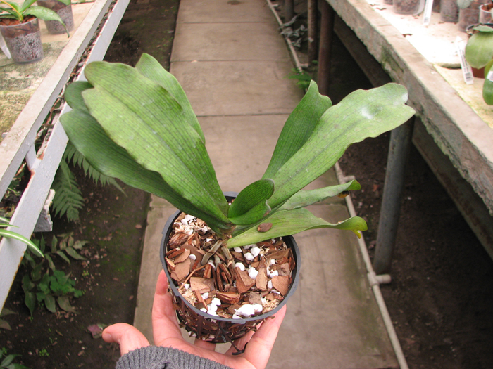 Aerangis biloba.jpg