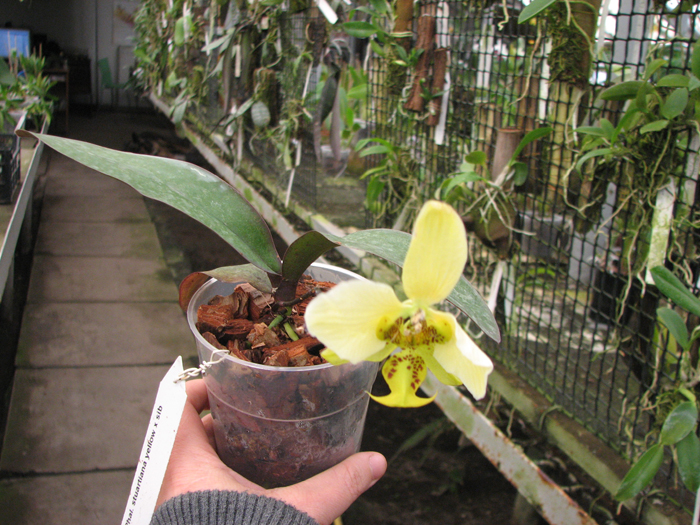 Phalaenopsis stuartiana yellow x sib.jpg