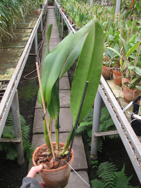 Cattleya iricolor.jpg