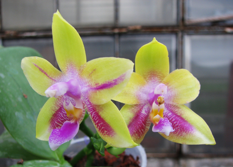 Phalaenopsis (speciosa 'c-1' x violacea) x Phalaenopsis LD's Bear Queen.jpg
